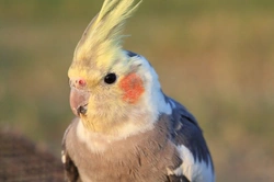 The Cockatiel: Caring for a Popular Pet Bird