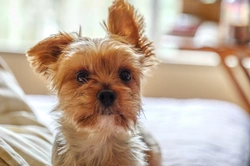 Alabama Rot UK 2025: Updated Guide for Dog Owners