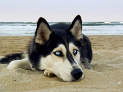Why Siberian Huskies Shed So Much Fur: Causes & Grooming Tips