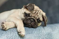 Why some dog breeds have higher risks of health conditions