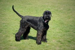 New Kennel Club DNA Test for Giant Schnauzer Dilated Cardiomyopathy