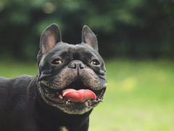 Five smart New Year’s resolutions every dog owner needs