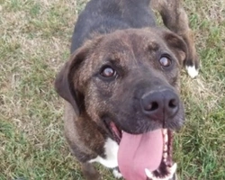 Adozioni cani: la storia di Queenbee, una fata tigrata