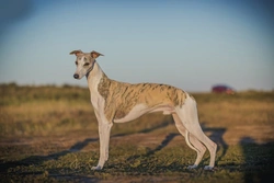 Spotlight on the Whippet: Crufts Best in Show Runner-Up