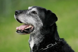 Can Older Dogs Get Parvo? Risks, Symptoms & Care