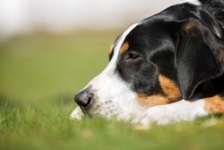 Food poisoning in dogs: Symptoms, causes & treatment
