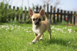 Can Chihuahuas Swim? What UK Owners Need to Know