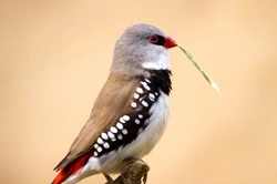 The Firetail Finch Family: Species, Care & Breeding Guide