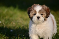 10 Facts You Must Know Before Buying a Lhasa Apso