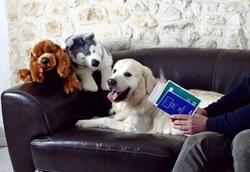 International Travel with Pets: A Complete Guide for 2025