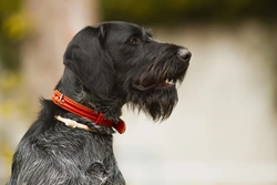 Complete gids voor Von Willebrand-ziekte type II testen bij honden