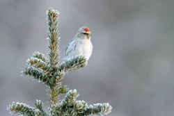 About The Redpolls: UK Finch Species Guide