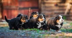 Common Health Issues in Bernese Mountain Dogs: A 2025 Guide