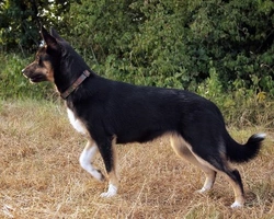 Il Lapinporokoira, attività e carattere - parte prima