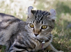 The Lovely Highlander Cat: Big-Hearted Domestic Breed