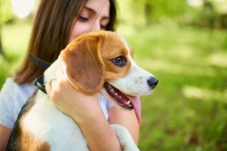 10 Essential Safety Tips to Teach Children About Dogs