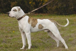 Why American Bulldogs Are Gaining Popularity in the UK