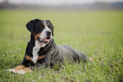 Swissy Lick and Splenic Torsion in Greater Swiss Mountain Dogs