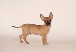 Complete Guide to Toy Dog Breeds in the UK