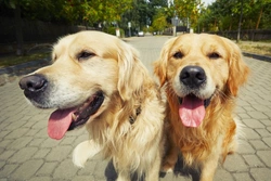 Do Dogs Recognise Their Siblings and Relatives?