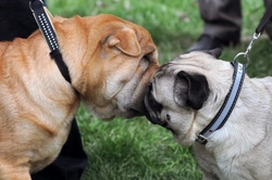 How Dogs Recognise Other Individual Dogs: Scent, Sight & Memory