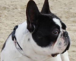 Le 7 domande più ricercate nel web per la razza Bouledogue francese