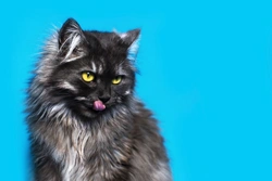 Qué significa si tu gato babea: causas y consejos