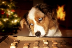 5 Key Facts: Dogs, Chocolate, and Christmas Safety