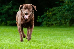 Six ways to keep your dog’s heart healthy for life