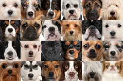 Choosing a Dog or Puppy to Fit In with Your Family