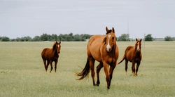 Planera hösten med unghästen