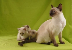 Tonkinese Cat Affection Compared to Siamese and Burmese