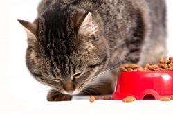 Cat Food: Wet vs Dry – How to Choose the Best for Your Cat
