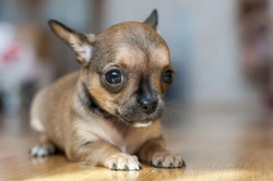 Why Do Chihuahuas and Small Dogs Shiver? Causes & Care
