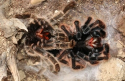 Tarantulas and Moulting: Complete Guide to Care and Signs