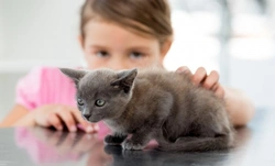 Cats and Kids: Safe and Loving Family Pet Guide