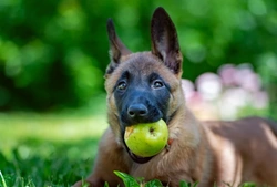 Is it safe if your dog eats windfall fruit? Risks explained