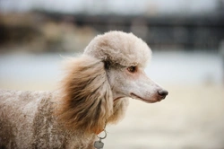 Neonatal Encephalopathy in Dogs: A Complete Guide to NEWS