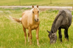 Would Your Horse Make the Perfect Companion? A Complete Guide