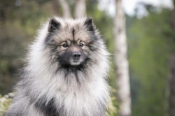 Top 5 Cleverest Medium Sized Dog Breeds in the UK