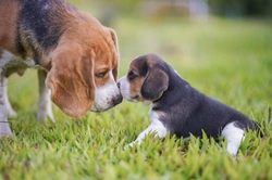 Complete Guide to Training Beagle Puppies UK 2025