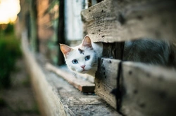 Where to look for an indoor cat that has gotten out or gone missing