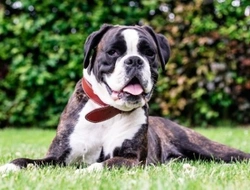 Boxer tigrato: prezzo in Italia, dove trovarlo, GIGANTE o nano?