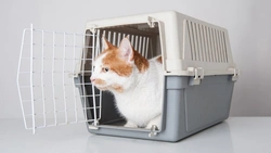 7 errores comunes al transportar a tu gato de forma segura