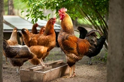 Worming Chickens: How Worms Affect Your Flock's Health