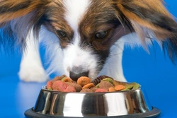 Six key reasons to feed the right diet for your dog’s age