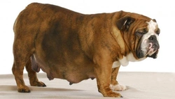 Zwangerschap van een hond