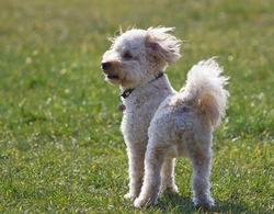 UK’s Top 6 Most Popular Non-Pedigree Dogs in 2025