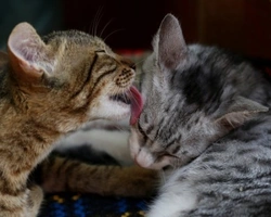 5 cose da comprare prima di prendere un gatto