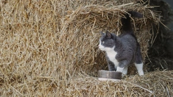 Så tar du hand om stallkatten på bästa sätt – 5 viktiga tips